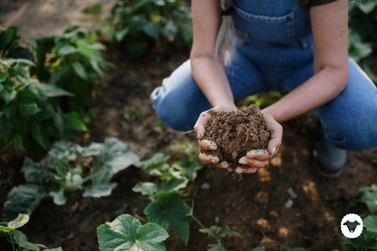 December in the garden: To Do List