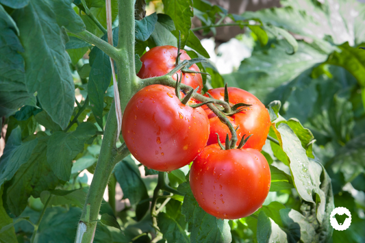 January in the garden: To Do List