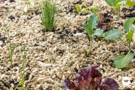February in the garden: To Do List