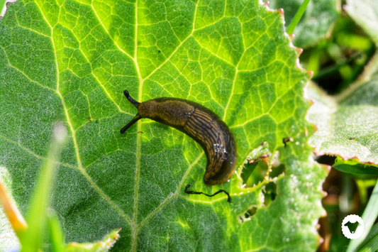Natural ways to keep your garden free from slugs and snails