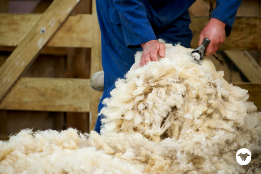 Why do we shear our sheep?