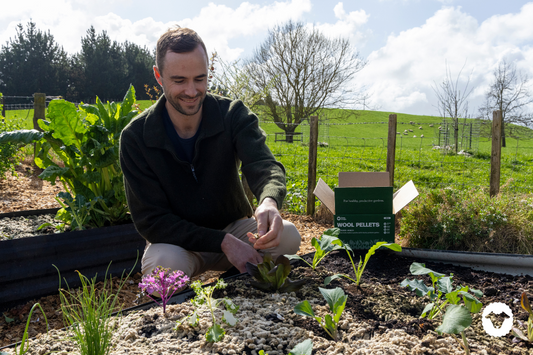 November in the garden: To Do List